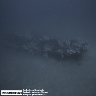 Colombo Black Coral Wreck